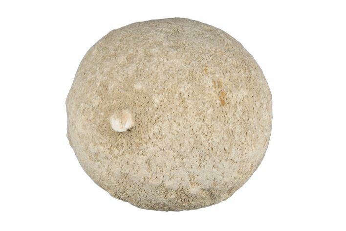 Silurain Fossil Sponge (Astraeospongia) - Tennessee #203704